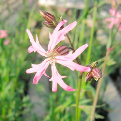 Lychnis Flos Cuculi Plant