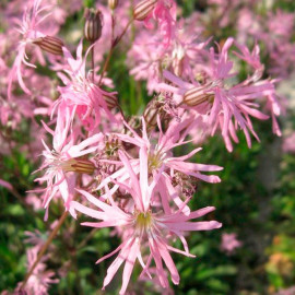 Lychnis Flos Cuculi Plant Terrys Pink