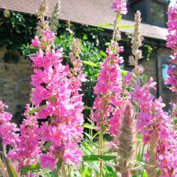 Lythrum Salicaria Plant