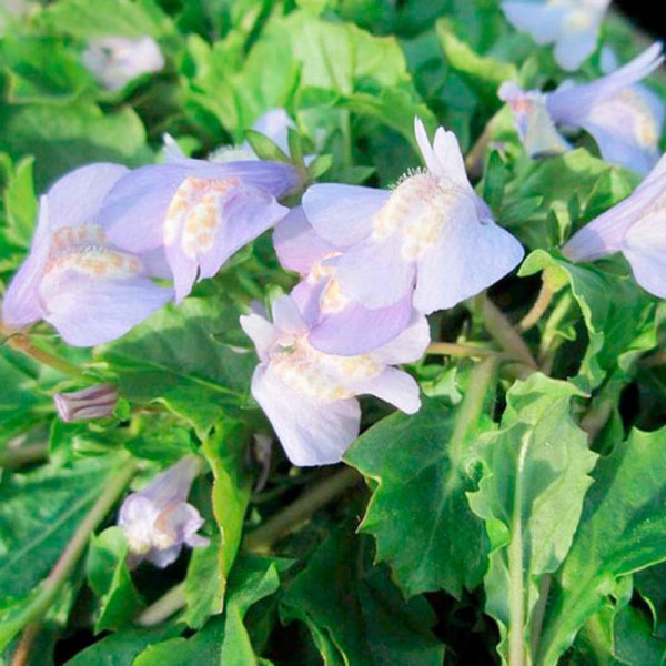 Buy Mazua reptans Plant Online - Green plants & flowering plants