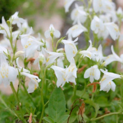 Mazus Reptans Plants Alba