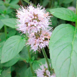 Mentha Aquatica Plants