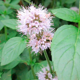 Mentha Aquatica Plants