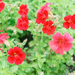 Mimulus Curpreus Plant Red Emperor