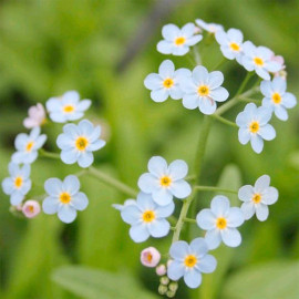 Myosotis Scorpioides Plants