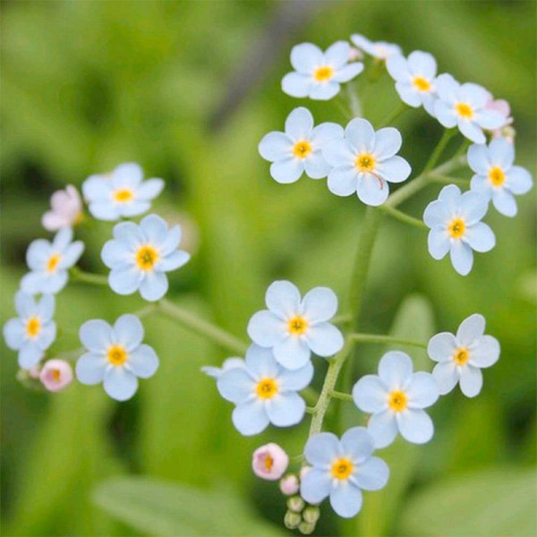 Buy Myosotis scorpioides Plants Online - Green plants & flowering plants