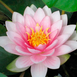 Nymphaea Plant Darwin (hollandia)