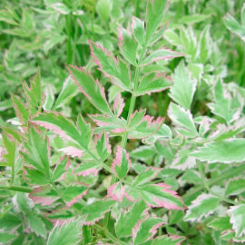 Oenanthe Javanica Plants Flamingo