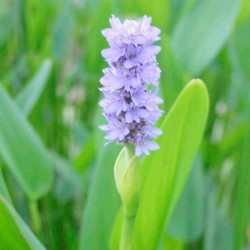 Pontederia Cordata Plants