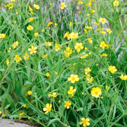 Ranunculus Flammula Plant