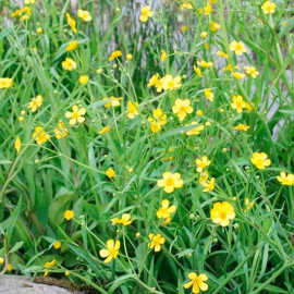 Ranunculus Flammula Plants