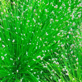 Scirpus Cernuus Plant