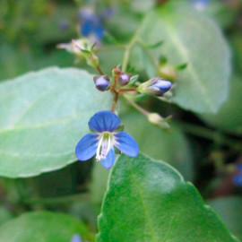 Veronica Beccabunga Plant