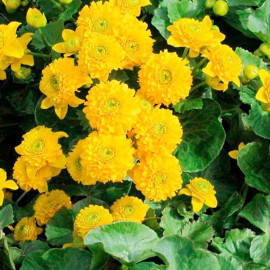 Caltha Plant Palustris Plena
