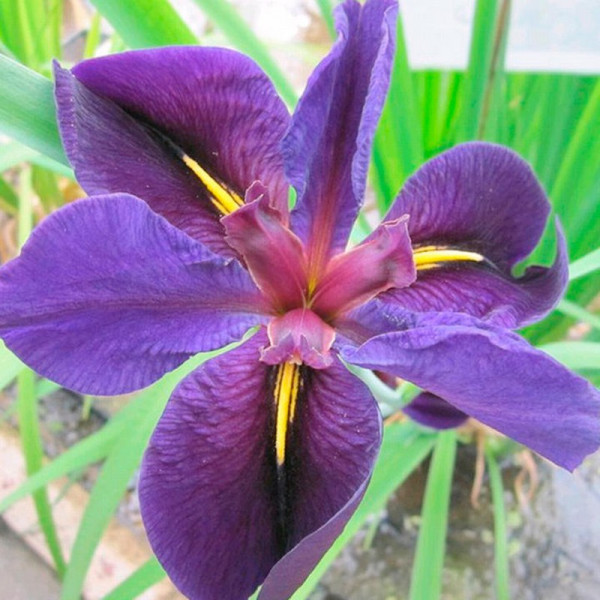 Buy Iris louisiana Plant 'Black Gamecock' Online - Green plants & flowering plants Buy Iris louisiana Plant 'Black Gamecock' Online - Green plants & flowering plants