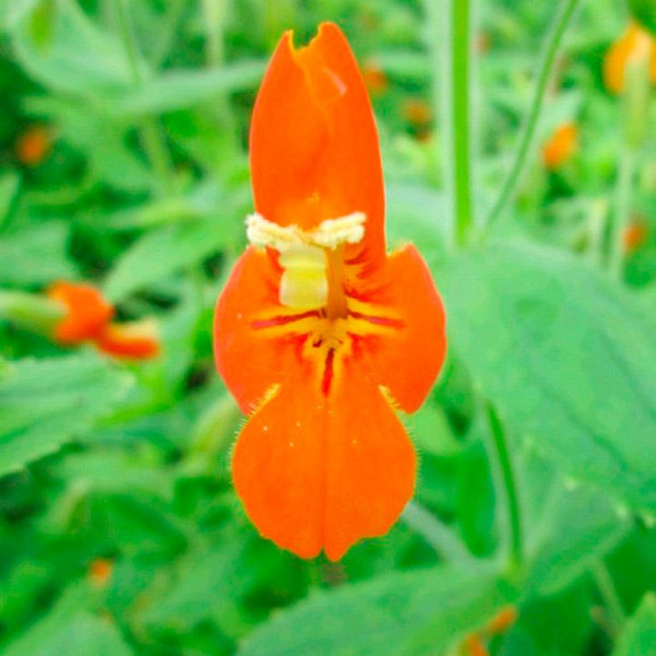 Buy Mimulus cardinalis Plants Online - Green plants & flowering plants