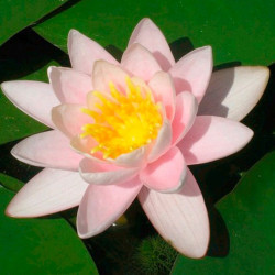 Nymphaea Plant Marliacea Carnea