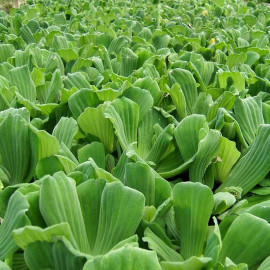 Pistia Stratiotes Plants