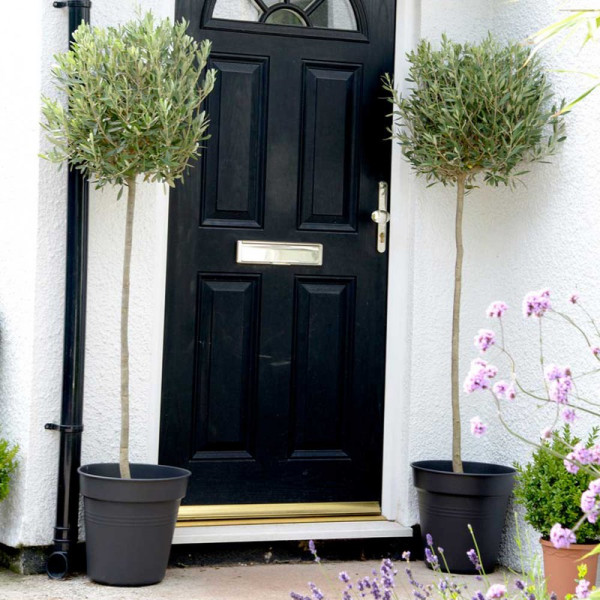 Buy Olive Tree Medium Standard 80 90cm Online - Green plants & flowering plants