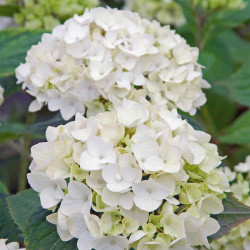 Hydrangea Plant Endless Summer the Bride