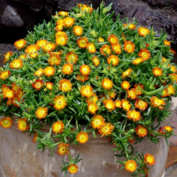 Buy Delosperma Plant Wheels of Wonder Orange Online - Green plants & flowering plants