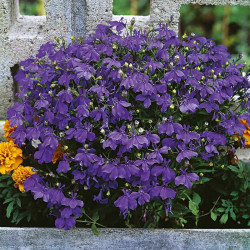 Lobelia Plants Crystal Palace