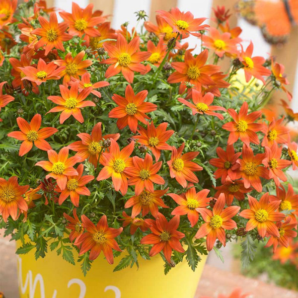 Buy Bidens Plants Beedance Orange Splash Online - Garden Plants & Bushes