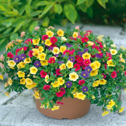 Calibrachoa Plants Carnival Mix
