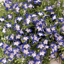 Lobelia Plants Superstar