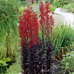 Lobelia Plants Queen Victoria
