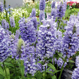 Nepeta Plants Blue Moon