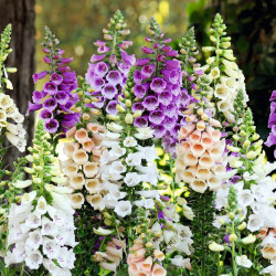 Digitalis Plant Dalmation Mix