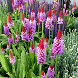 Primula Vialii Plant Red Hot Poker