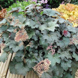 Heuchera Plant Palace Purple