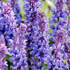Salvia Plants New Dimensions Mix