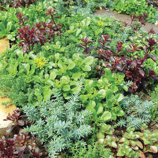 Buy Sedum Plants Little Urchins Online - Green plants & flowering plants Buy Sedum Plants Little Urchins Online - Green plants & flowering plants