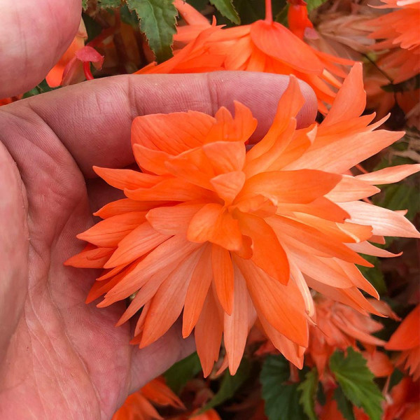 Buy Begonia Plants Belleconia Soft Orange Online - Green plants & flowering plants Buy Begonia Plants Belleconia Soft Orange Online - Green plants & flowering plants