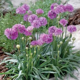 Armeria Plant Ballerina Purple Rose