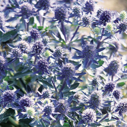 Eryngium Plants Blue Hobbit