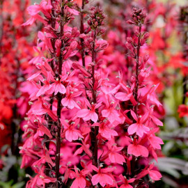 Lobelia Plant Starship Deep Rose
