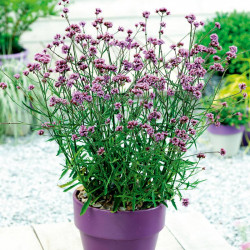Verbena Plant Lollipop