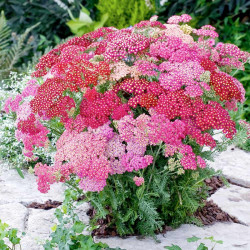 Achillea Plants Millefolium Summer Pastels