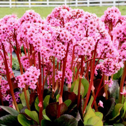Bergenia Plant Spring Fling