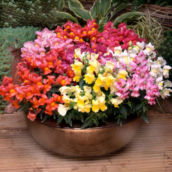 Buy Antirrhinum Plants Appeal Mixed Online - Green plants & flowering plants