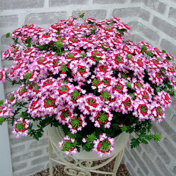 Buy Verbena Plants Red Rose Online - Garden Plants & Bushes