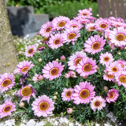 Argyranthemum Plants Sherbet Frost Pink