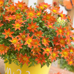 Bidens Plants Beedance Orange Splash
