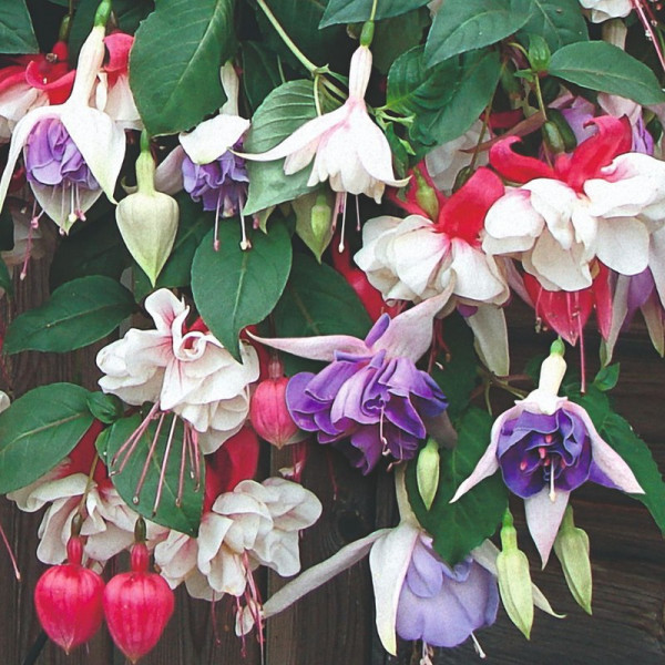 Buy Fuchsia Plants Trailing Mix Online - Garden Plants & Bushes