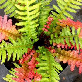 Doodia Aspera Plant Rough Ruby