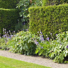 Taxus Baccata (yew) Plant 2l Value Hedging Range